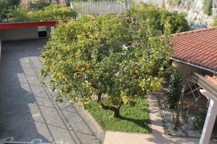 The Lemon Tree House Apartment Scalea Exterior photo
